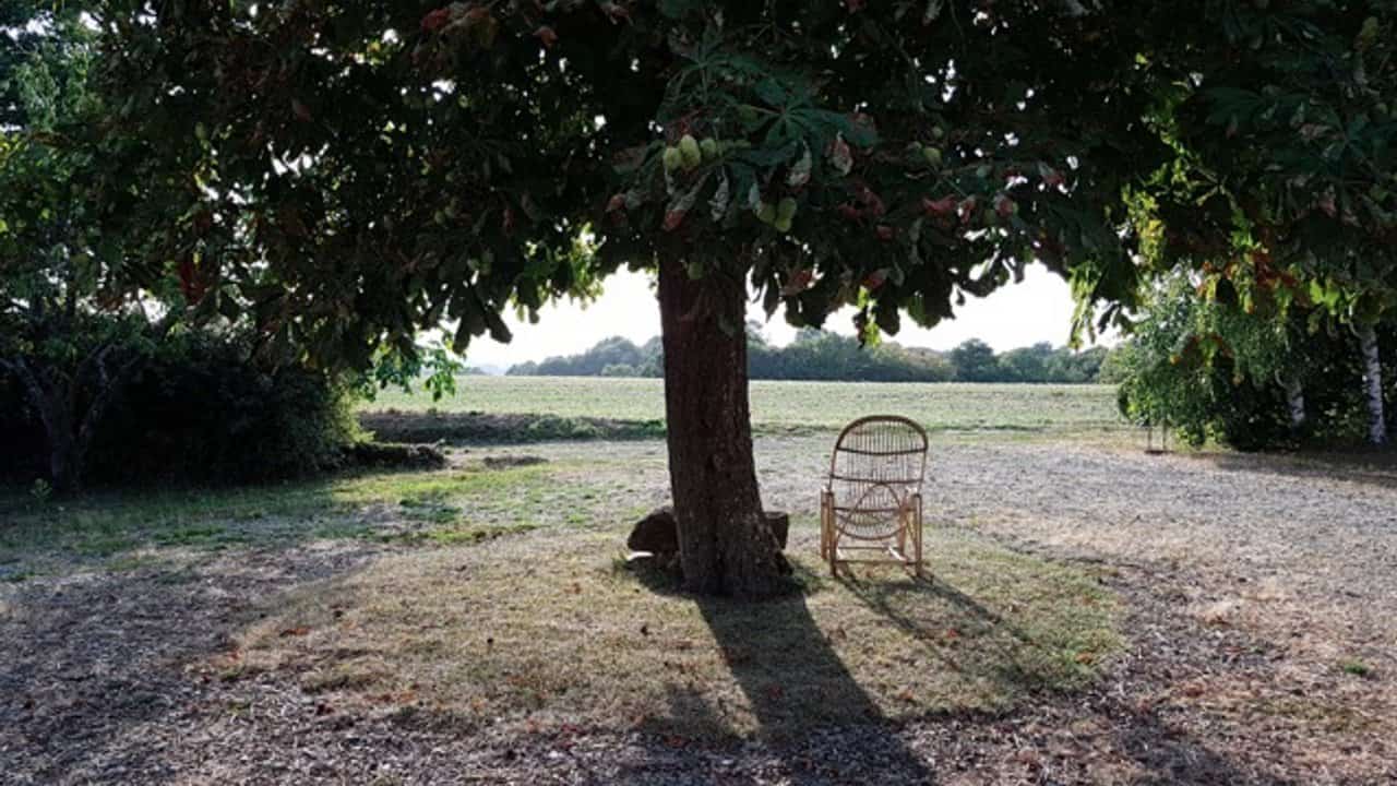 Een enkele houten stoel staat in de schaduw van een grote, bladrijke boom in een open veld. Zonlicht filtert door de takken en werpt schaduwen op het droge gras. De achtergrond is een heldere lucht en een rij verre bomen, wat een rustig plattelandsgezicht creëert.
