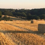 Een schilderachtig landelijk landschap in Frankrijk toont een gouden tarweveld bezaaid met grote, rechthoekige hooibalen. Glooiende heuvels en dichte groene bossen onder een helderblauwe lucht vormen de achtergrond, terwijl de warme gloed van de ondergaande zon het tafereel in een zacht licht baadt.