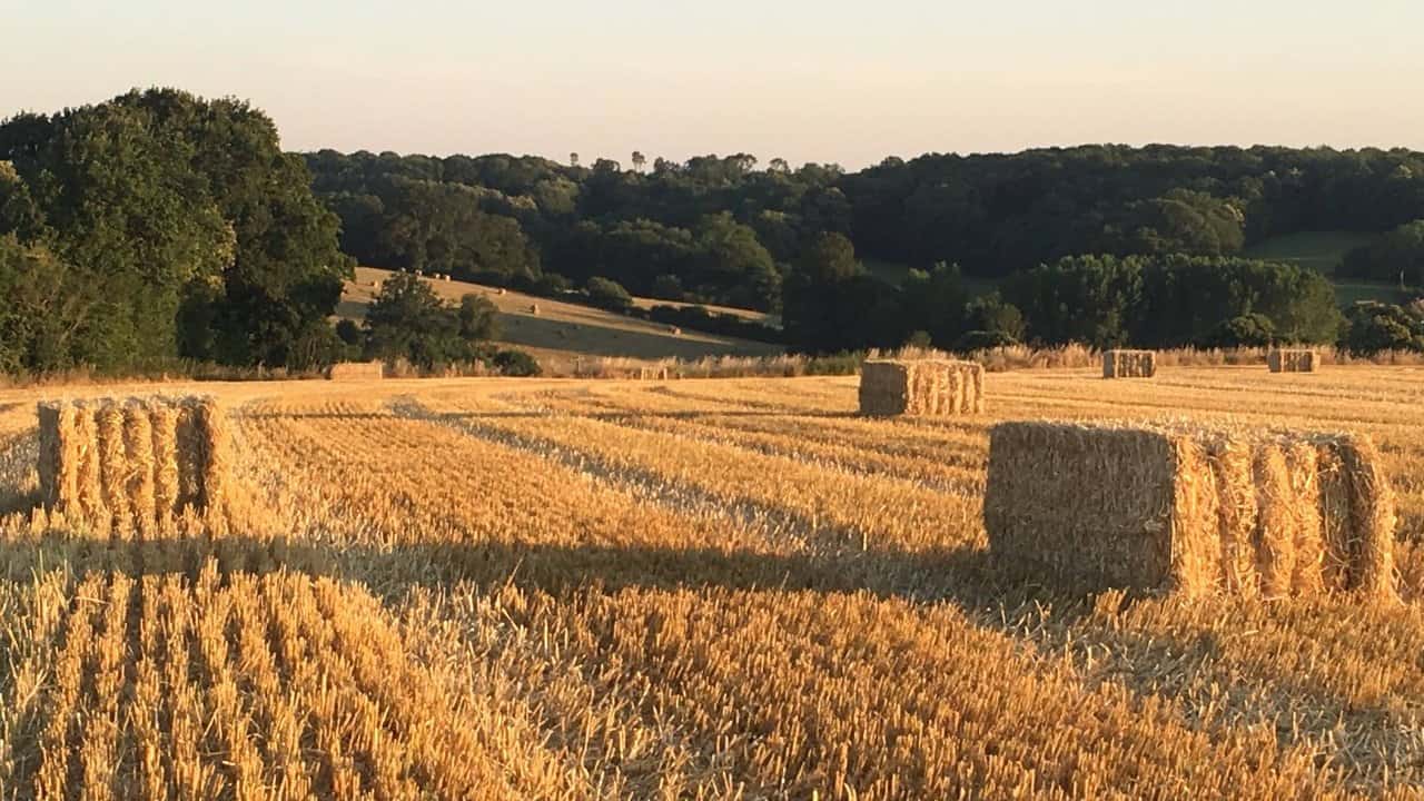 Een schilderachtig landelijk landschap in Frankrijk toont een gouden tarweveld bezaaid met grote, rechthoekige hooibalen. Glooiende heuvels en dichte groene bossen onder een helderblauwe lucht vormen de achtergrond, terwijl de warme gloed van de ondergaande zon het tafereel in een zacht licht baadt.