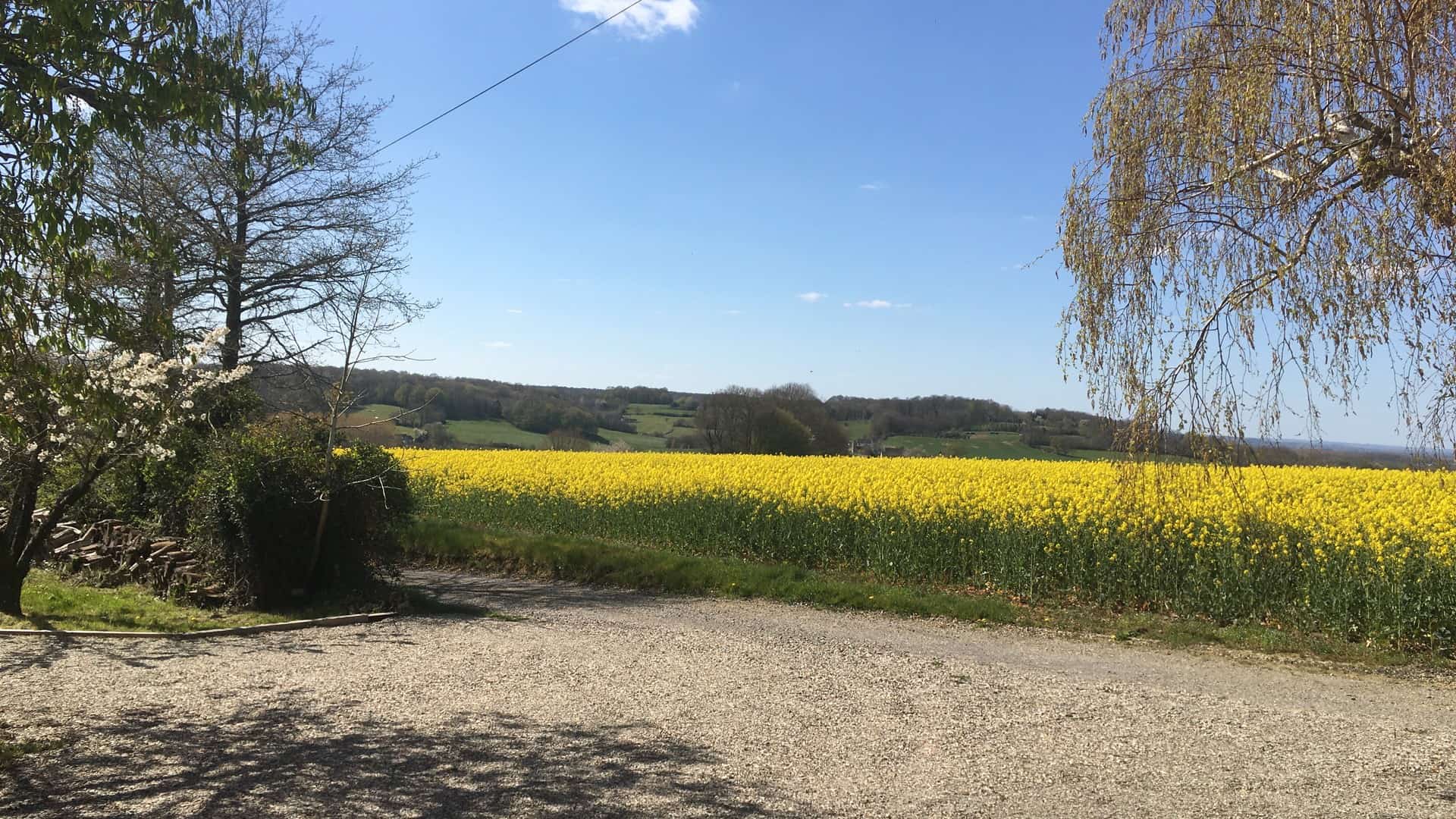 Een wijds uitzicht op het serene platteland toont een felgeel veld met bloeiende koolzaadbloemen onder een helderblauwe lucht. Op de voorgrond omlijsten een grindpad en bladloze bomen dit idyllische tafereel, dat doet denken aan een vredige gîte. Verre glooiende heuvels en stukken groene velden maken het plaatje compleet.