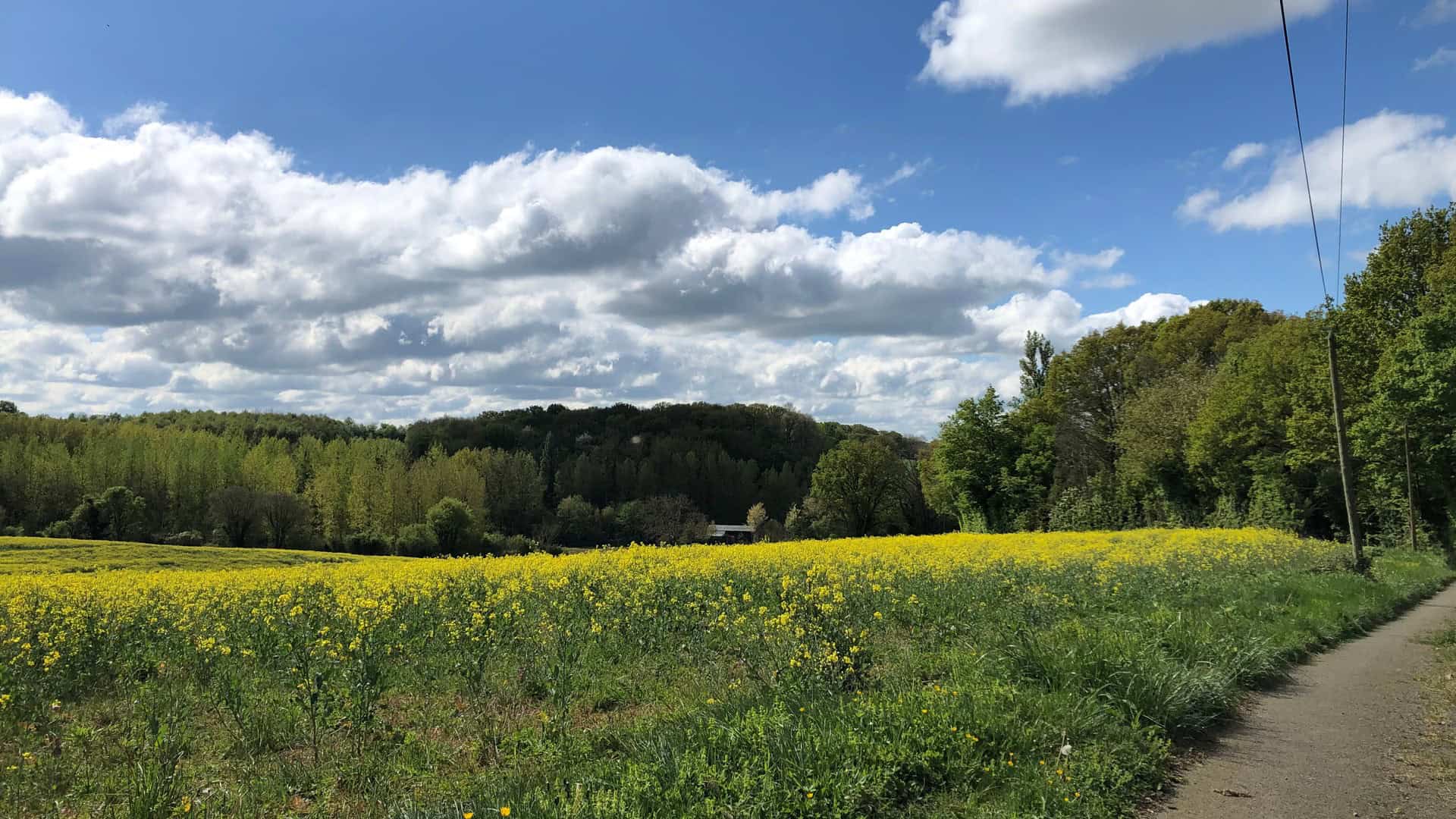 Een schilderachtig landschap op het Franse platteland, "la camillette", met een veld met gele wilde bloemen onder een gedeeltelijk bewolkte lucht. Een onverhard pad slingert langs de rechterkant, omzoomd door weelderige groene bomen. Op de achtergrond rust een bosgebied onder witte wolken - een serene en natuurlijke omgeving.