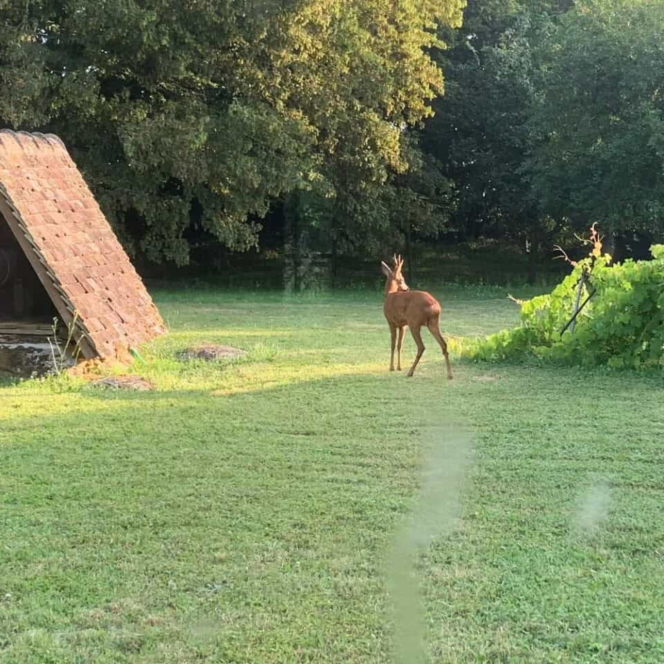 Een hert staat op groen gras bij een kleine, A-vormige houten schuilplaats. De achtergrond bestaat uit weelderige bomen en klimplanten. Zonlicht werpt zachte schaduwen over de scène bij La Camillette, wat een schilderachtig uitzicht biedt dat doet denken aan een charmante gîte in Frankrijk.