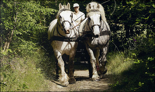 Twee grote witte paarden trekken een koets over een smal zandpad door een weelderig, groen bos. Een chauffeur in een wit overhemd en pet zit achter de paarden. Het zonlicht filtert door de bomen en werpt gevlekte schaduwen op het pad, waardoor reizigers een moment van rust en stilte in de natuur krijgen vlak bij hun gîte.