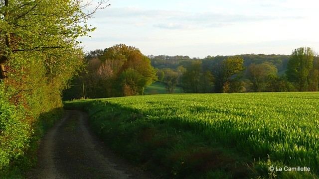 Een onverhard pad slingert door weelderige groene velden in Frankrijk, omzoomd door dichte bomen onder een heldere hemel. Het zonlicht werpt een warme gloed op het landschap, waardoor het levendige gebladerte en de verre glooiende heuvels worden benadrukt. Het tafereel geeft een rustige, pastorale setting weer in de late namiddag.